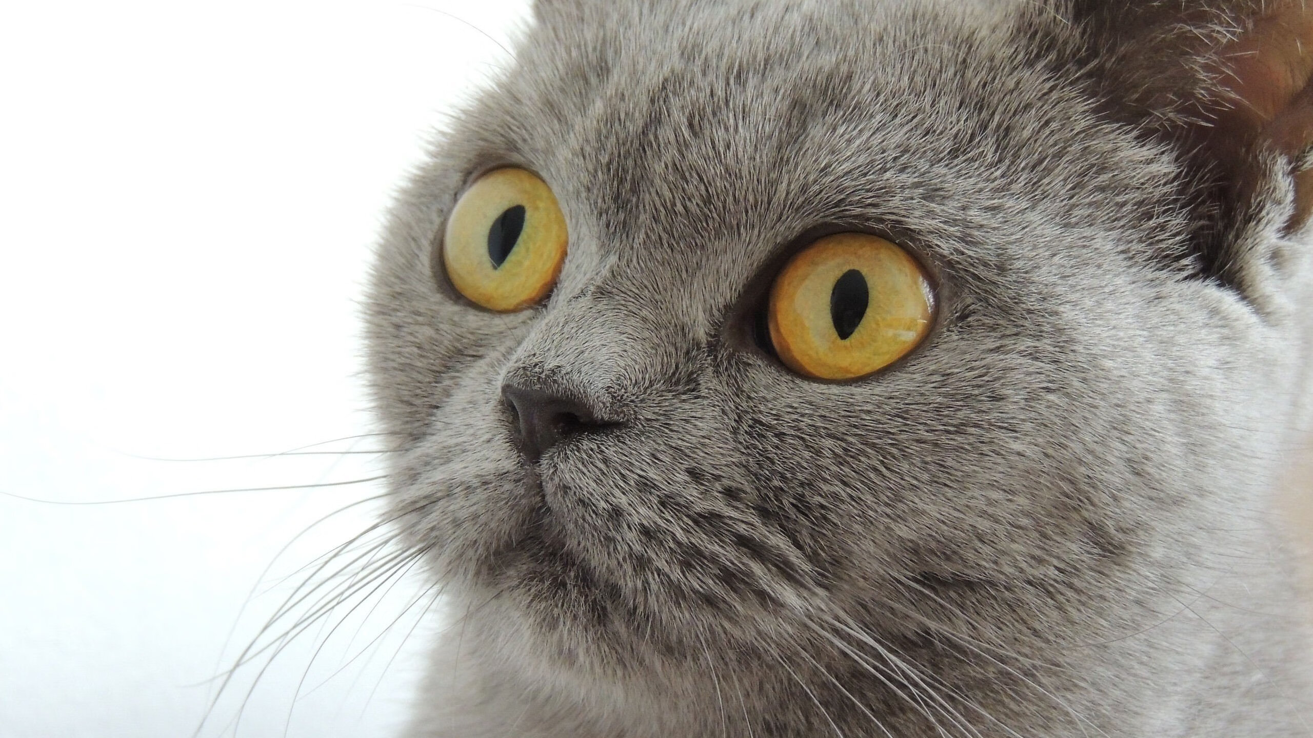 开云体育登入-【马克·塞尔比】防守逼人：他如何用策略击退对手？，马克·塞尔比老婆