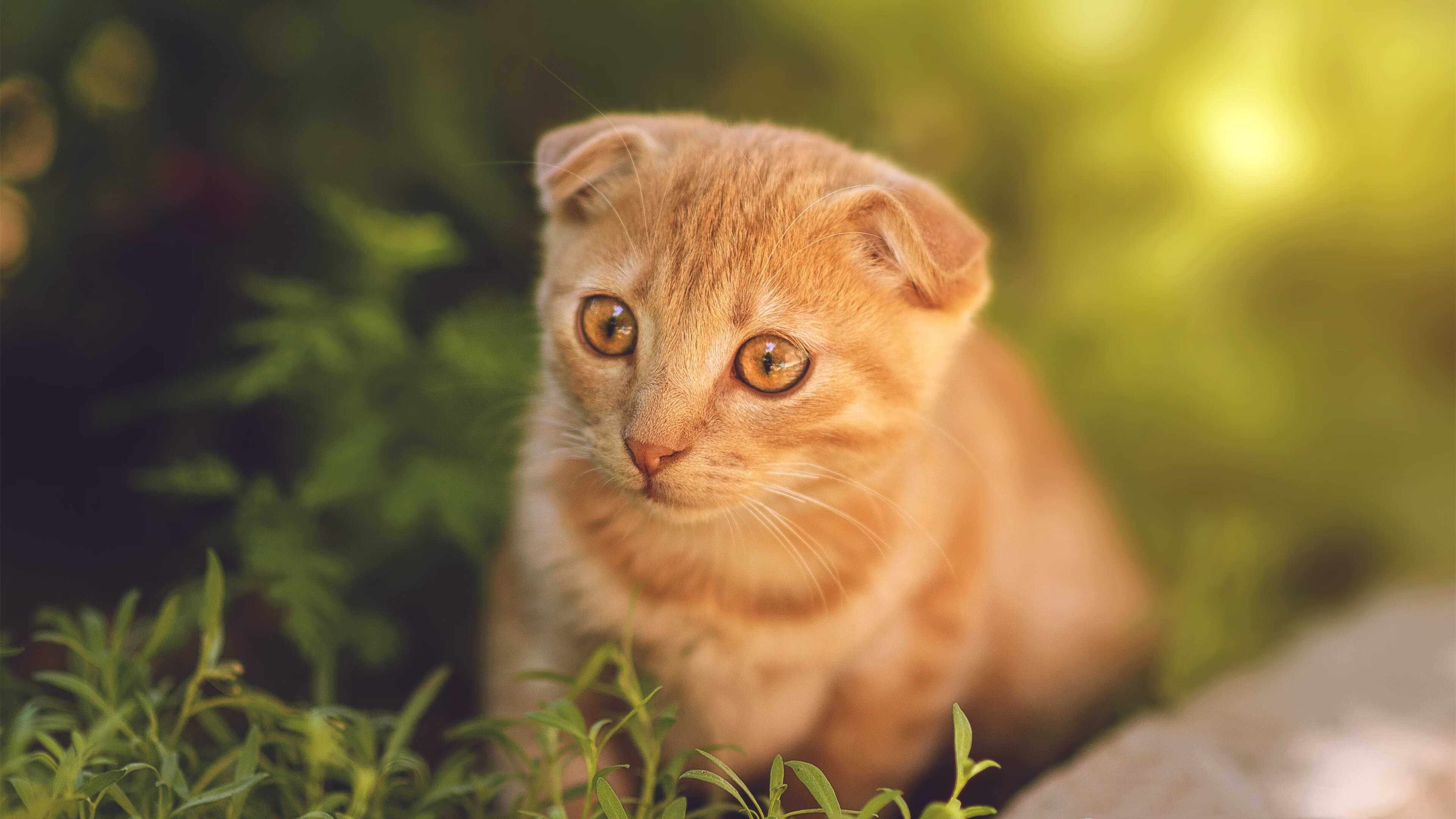 开云真人娱乐官网-切尔西在英超联赛中排名第六，英超足球切尔西