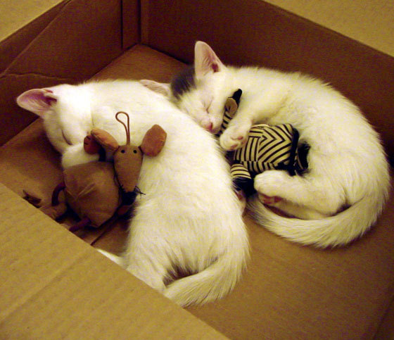 开云体育app网页版安全-成都蓉城外援进球助球队逆转取胜，成都蓉城外援什么时候归队